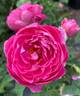 Sir Edward Elgar rose photo