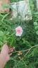 Roseraie du Chatelet rose photo
