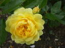 Yellow Meilove rose photo