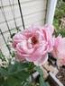 Larry Daniels rose photo