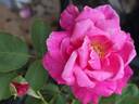Princess Chichibu rose photo