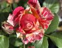 Winning Streak ™ rose photo