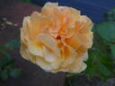 Garden Glory rose photo