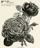 Professeur Ganiviat rose photo