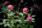 Liz's Charm rose photo