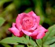 Liz's Charm rose photo