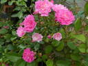 Lovely Fairy rose photo