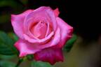 Liz's Charm rose photo