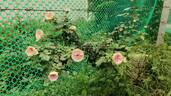 Pompon Veranda ® rose photo