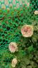 Pompon Veranda ® rose photo