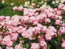 Darling rose photo