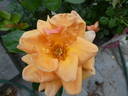 Circle of Life rose photo