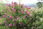 35-17-10 rose photo