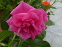 Pink Forest Rose rose photo