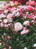 17-16-4028-02 rose photo