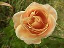 Tropicana rose photo