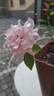 D03-1 rose photo