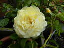 Solero rose photo