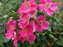 Stadt Rom rose photo