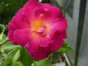 Ile de Fleurs ® rose photo