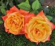 Barry Stephens rose photo