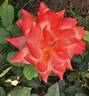 Barry Stephens rose photo