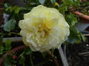 Solero rose photo