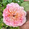 Papi Delbard rose photo