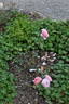 Arenenberg rose photo