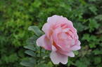 Arenenberg rose photo