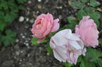 Arenenberg rose photo