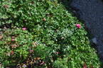 La Sportiva rose photo