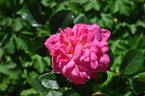 La Sportiva rose photo