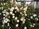 <i>Rosa spinosissima</i> 'Stanwell Perpetual' rose photo