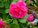 Pink Forest Rose rose photo