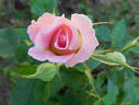 Porcelain Rose rose photo