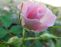 Porcelain Rose rose photo