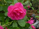 Pink Forest Rose rose photo