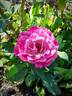 Blue Eden rose photo