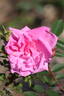 Guðfinna rose photo