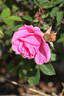 Guðfinna rose photo