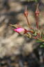 Guðfinna rose photo