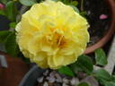 Solero rose photo