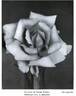 Souvenir de Pierre Notting rose photo