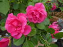 Pink Forest Rose rose photo
