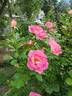 Mauvelous rose photo