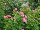 Mauvelous rose photo