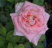 Fabergé rose photo