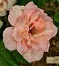 Michèle Meilland rose photo