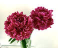 Berlioz peony photo